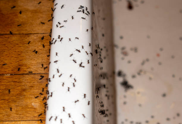 Best Residential Pest Control  in Biscoe, NC