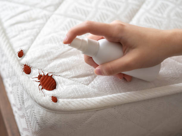 Wasp Removal Services in Biscoe, NC