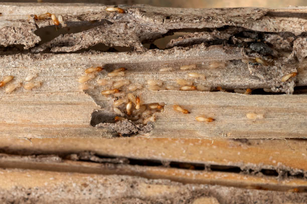 Best Bed Bug Extermination  in Biscoe, NC