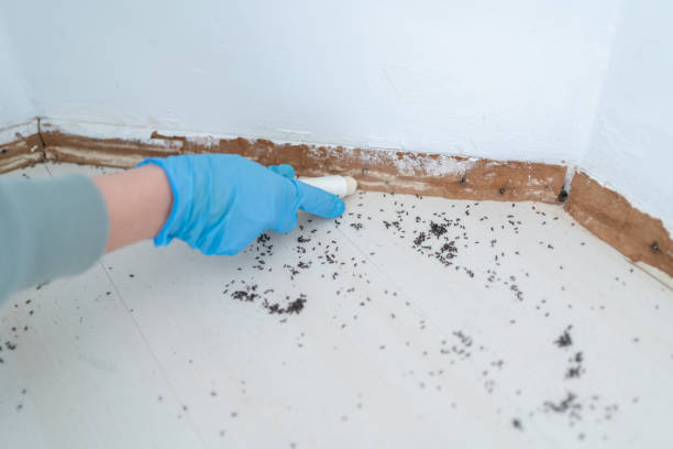 Best Termite Control Services  in Biscoe, NC